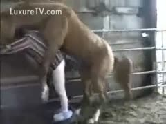 Sex charged ranch helper drops his pants for beast sex with a horse 